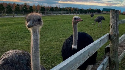 Фото: Интерактивный cборный тур Псков - Изборск - Печоры для семей с детьми из Москвы на 2 дня