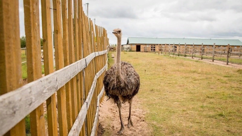 Фото: Экскурсия для школьников на ферму Изборский страус из Пскова