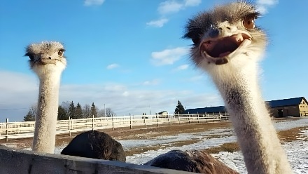 Экскурсия на экоферму Изборский страус из Пскова для школьников